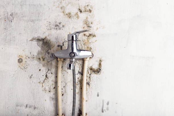 Trusted Kerens, TX Mold Removal Experts