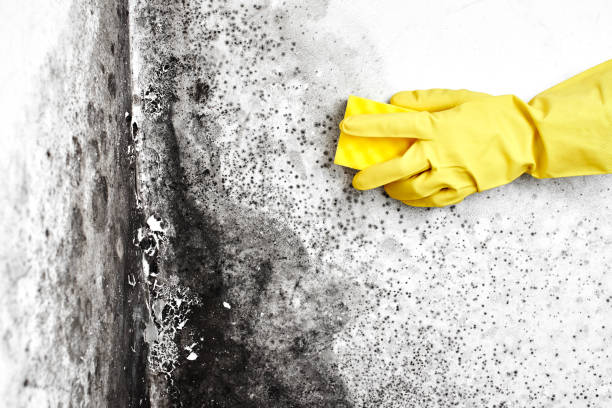 Professional Mold Removal in Kerens, TX