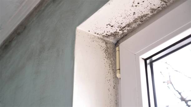 Best Mold Remediation  in Kerens, TX