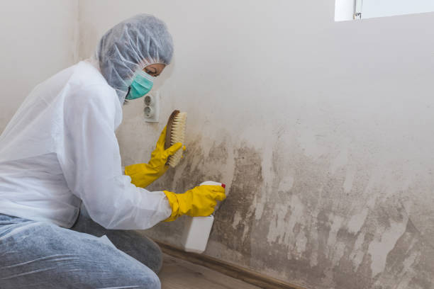 Best Mold Removal Company Near Me  in Kerens, TX