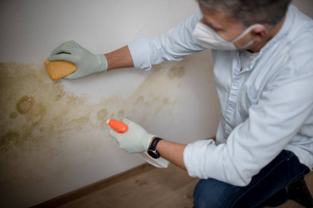 Best Best Mold Removal Companies  in Kerens, TX