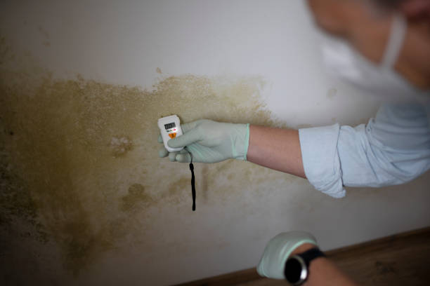 Best Affordable Mold Removal  in Kerens, TX