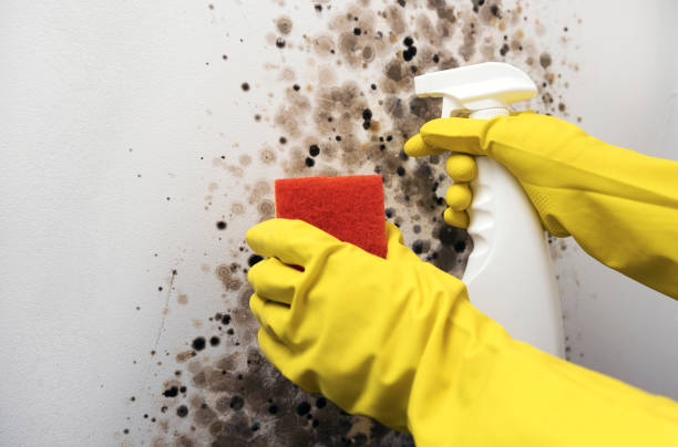 Best Black Mold Removal  in Kerens, TX