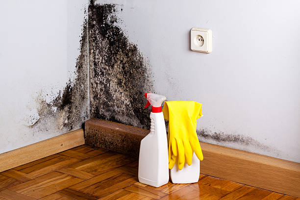 Best Affordable Mold Removal  in Kerens, TX